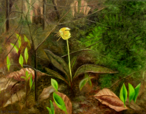 Trout Lily, by F.T. McKinstry