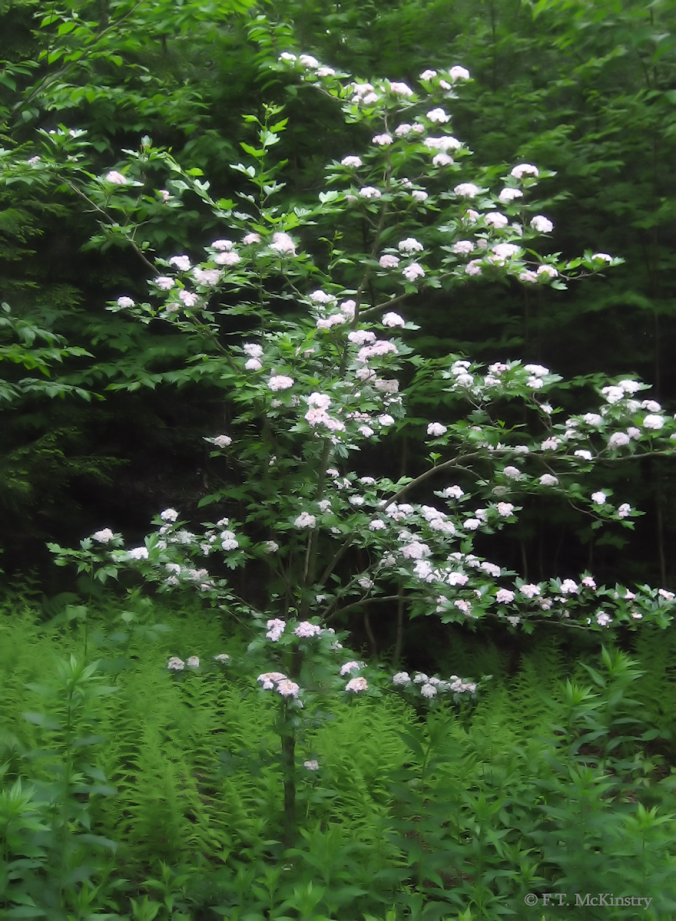 Blooming Hawthorn Tree